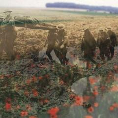 Fields of Passchendaele