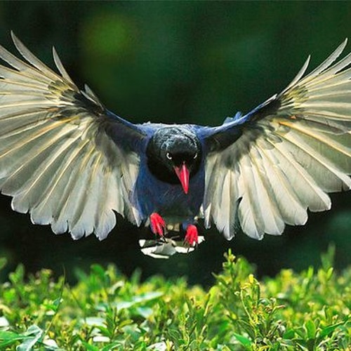 أنشودة _قل لا إله إلا الله _قناة الرحمة