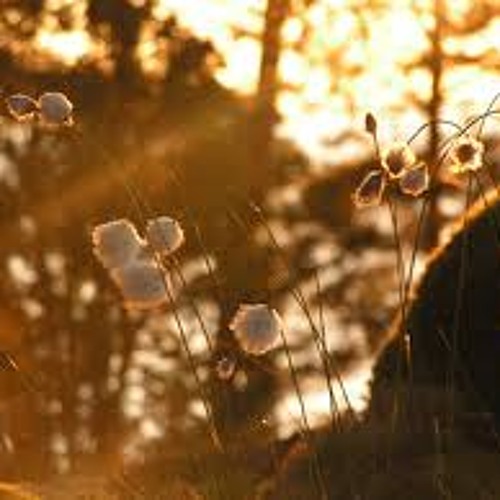 Sommersonne