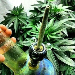 Ganja Mafia - Pole Marysi