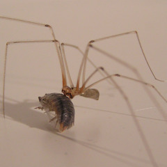 An Image Of A Harvest Spider (2013/2014)