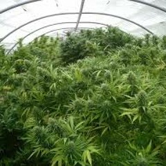 JESSE JENDAH - SIP CUP