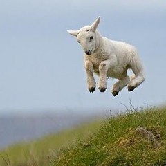 saute-mouton