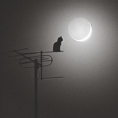 David Gilmour - Je Crois Entendre Encore_Georges Bizet