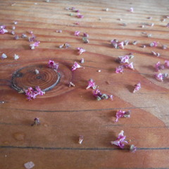 Sri Tulasi Kirtan - I bow to you! TASCAM 0118