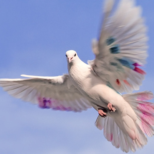 Luminous ft. Paradox - Fly with you