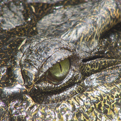 Swamp N Roll