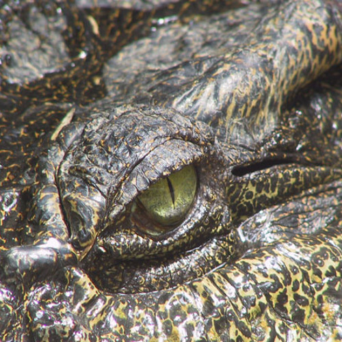 Swamp N Roll