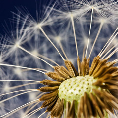 Through the Looking Glass