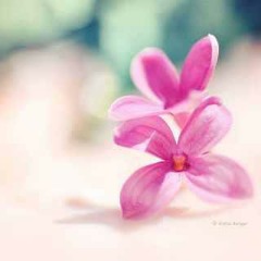 النور ملء عيونى