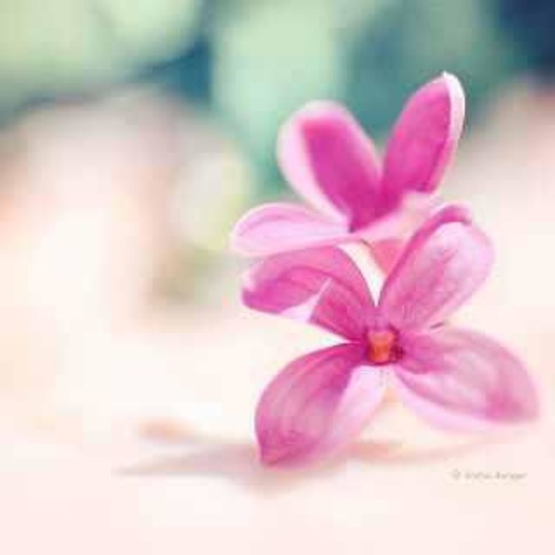 النور ملء عيونى