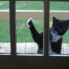 Buried The Cat (Greenwood & Burns, with sarah mouse)