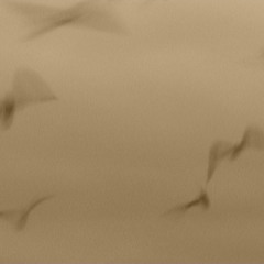 where only seabirds roam