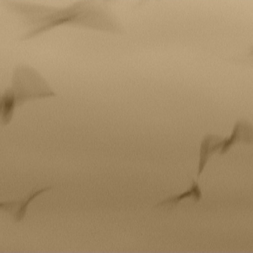 where only seabirds roam