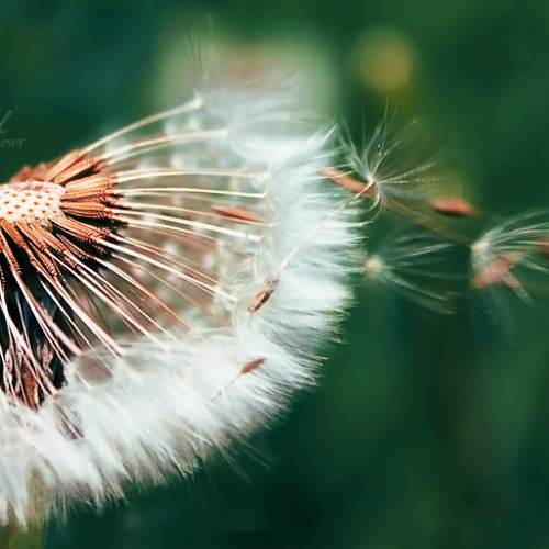 Gửi gió cho mây ngàn bay - Acoustic