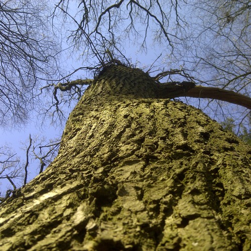 Cloudbusting (Kate Bush cover)