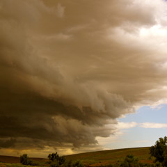 Female Dogs (Bitches)