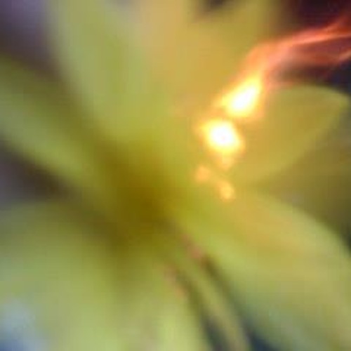 King Let It Go and Sink Into Oblivion. My Head Is A Jungle #499