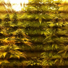 Ti Dem feat Balou ThaT  La maka