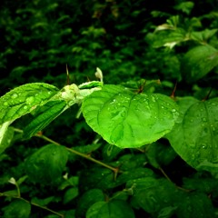 বৃষ্টি বিলাস
