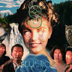 Silver Strain - A Blue Rose