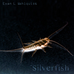 Silverfish