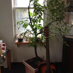 Tangerine Tree *words and song copyright by Mike Campo