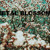 Artwork for Metal Blossoms