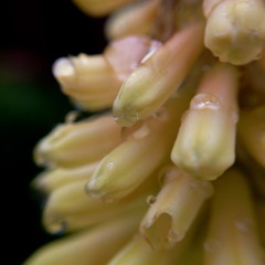 Manatee - Captain Troy Tempest