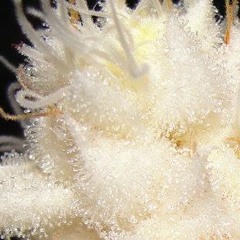 Z-One ft. Gemineoye - Slow Burning