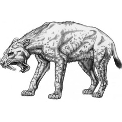 Dinks 1