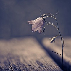 IDM, Electronic, Ambient