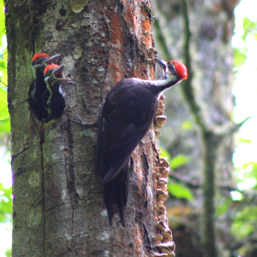 Stream Pileated Hatchlings by nature nut sounds | Listen online for