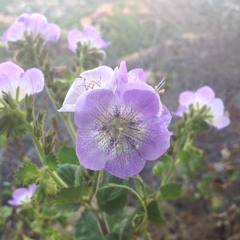 Transformation - Archangel Michael, Channeled by Daniel Scranton