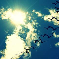 Flying through the sky