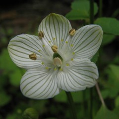 Accessible Hamstring Practice