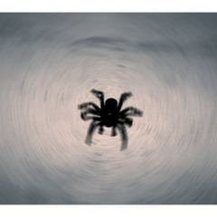 Black Spiders