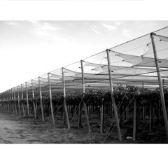 City Of Wines (Short Edit)