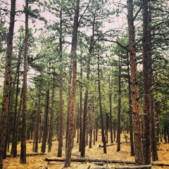 Forrest Improv