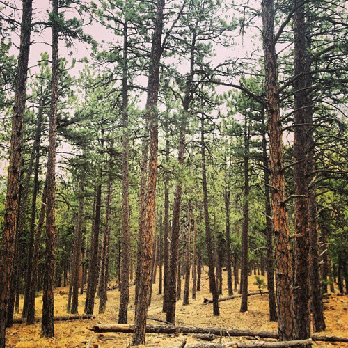 Forrest Improv