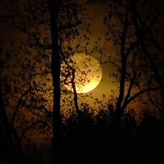 night