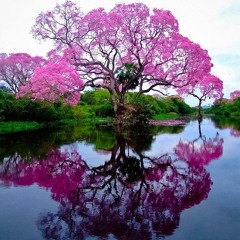 Tree Climber (Get Well Song)