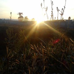 The tree of thougth...