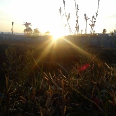 The tree of thought...