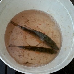 无情夜玫瑰-蔡小虎.mp3