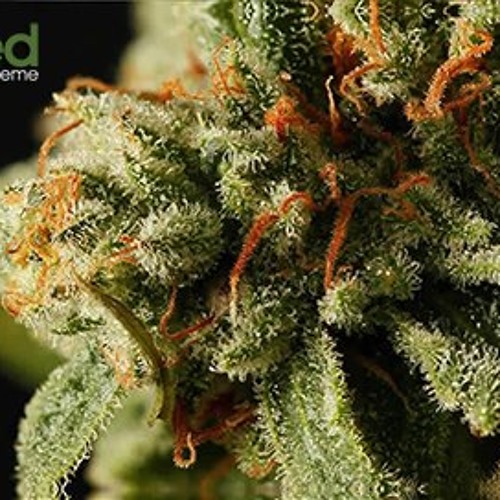 Trix  Beta Test (Re-Twisted)