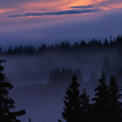 Wisdom of the Trees - FREE DOWNLOAD