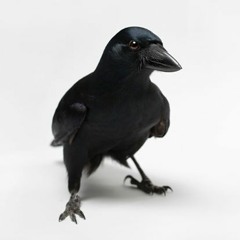 "Ground" Linda Lamb/Gipsy Family (Punkrocked)