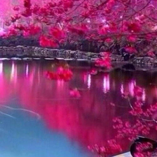 لقد اتيت الحمى بذل