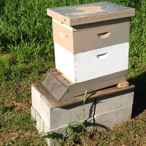 Stream Buzzing Bees By Sound And Story Project 